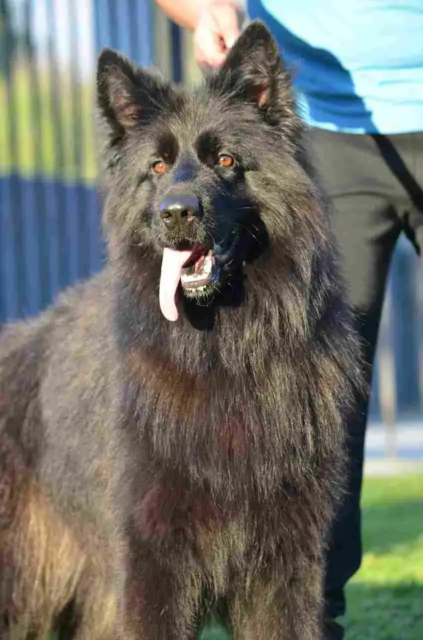 Adult black and red long-coat German Shepherd portrait outdoors