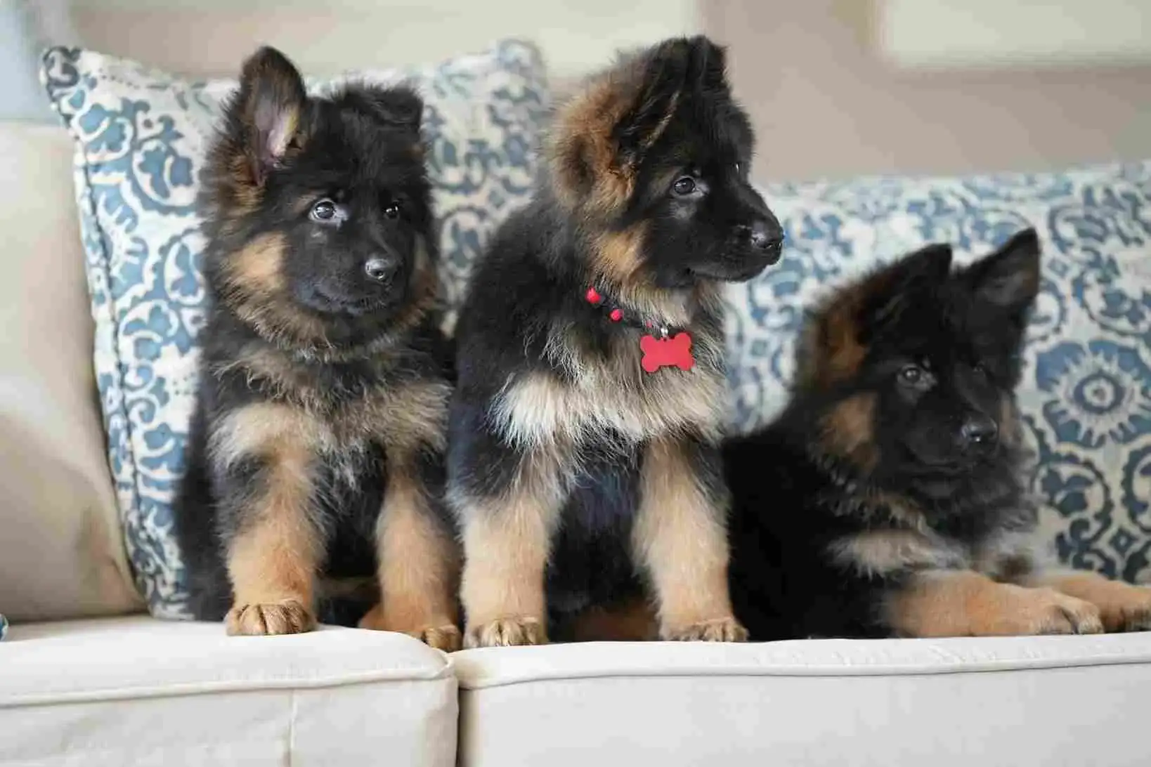 Group of black and red long-coat German Shepherd puppies sitting together on a sofa