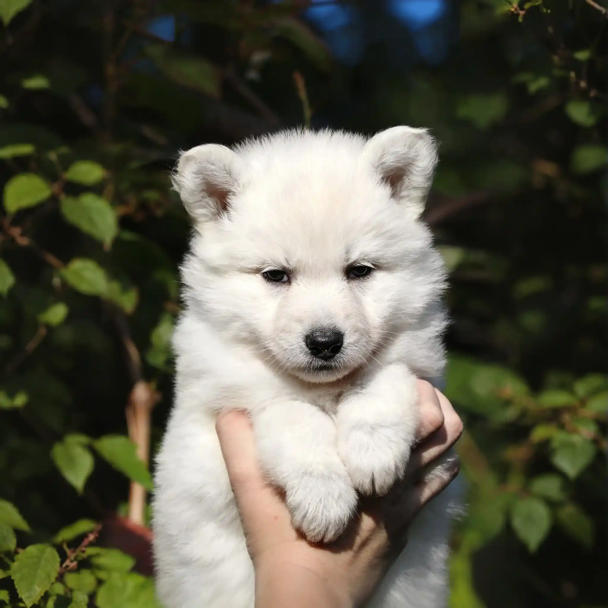White German Shepherd puppy being held outdoors