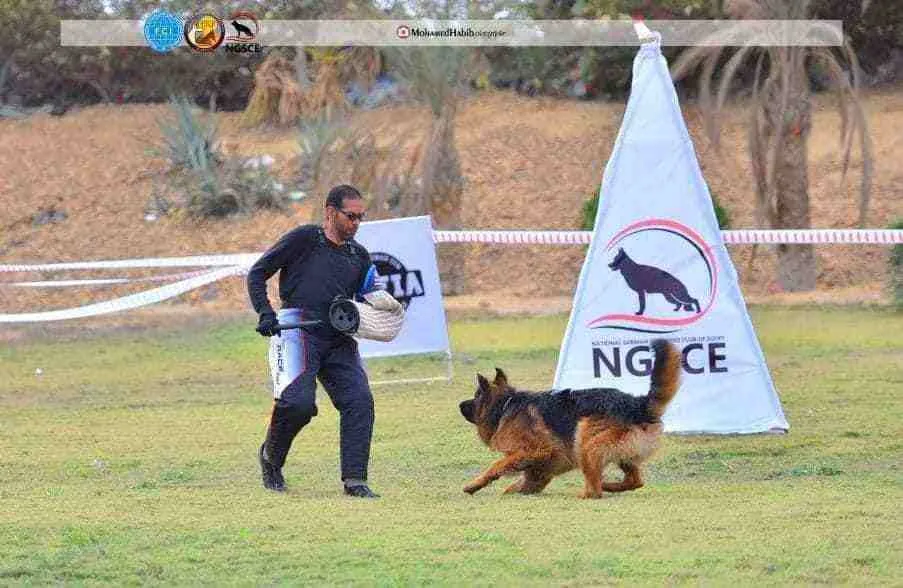 German Shepherd gaiting with a handler beside a show-ring banner