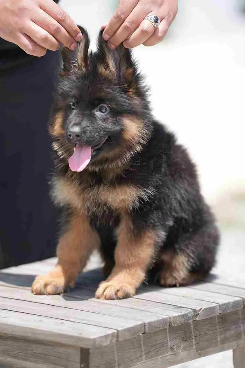 German Shepherd Breeder Duarte California German Shepherd puppy image by Royal Tribes K9 0398