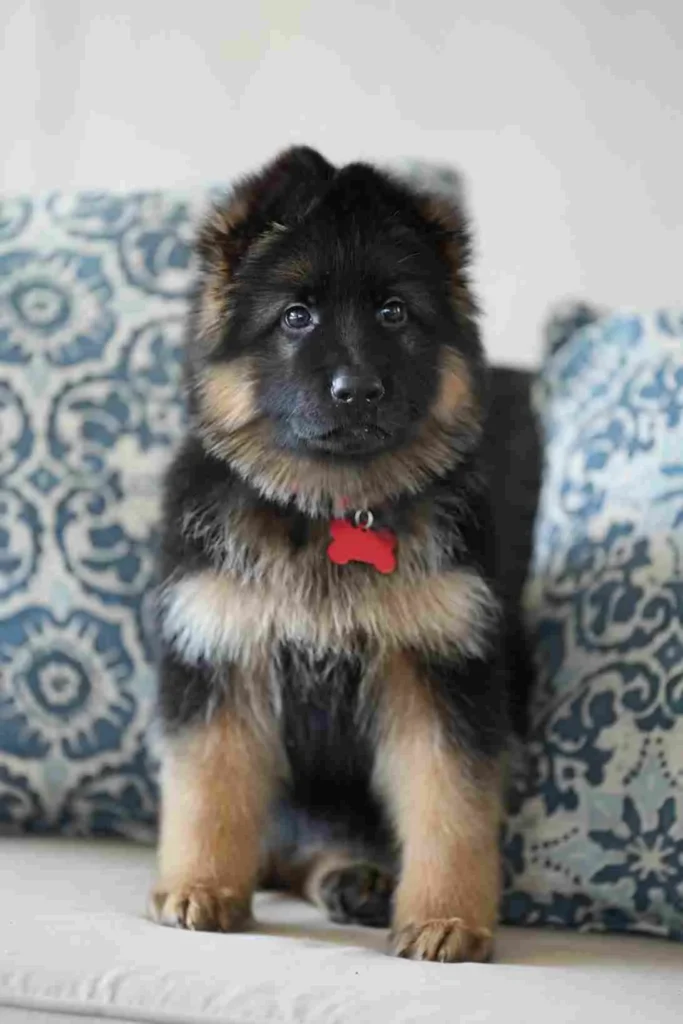 German Shepherd Breeder Stockton California German Shepherd puppy image by Royal Tribes K9 0464