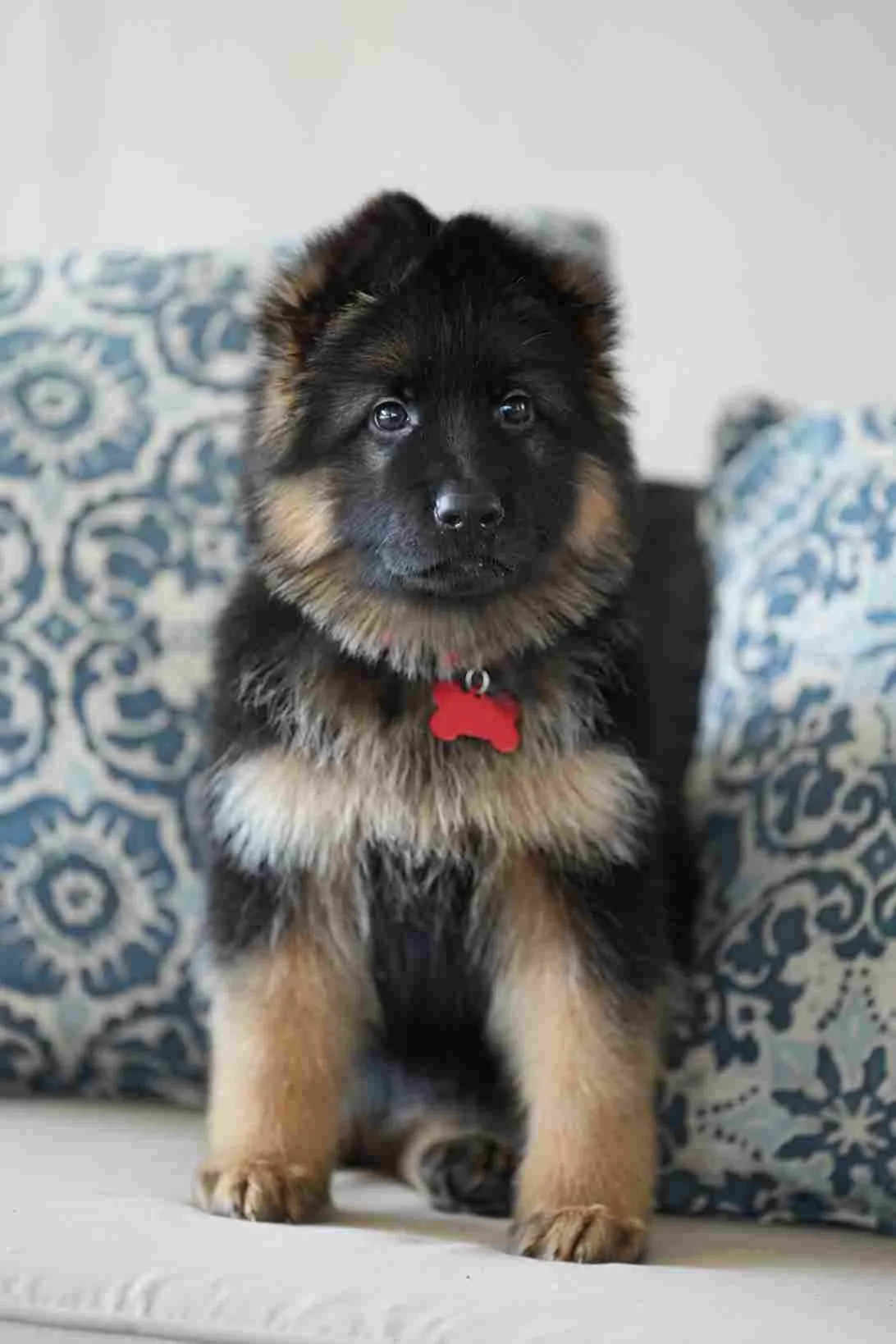 Black and red German Shepherd puppy sitting on a patterned sofa