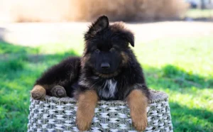 German Shepherd puppies
