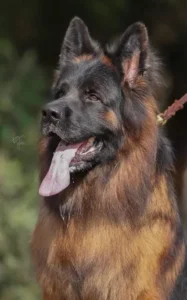 German Shepherd Puppies