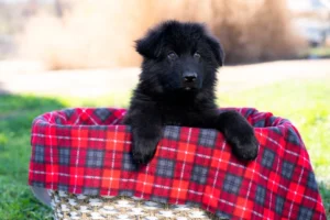 German Shepherd Puppies
