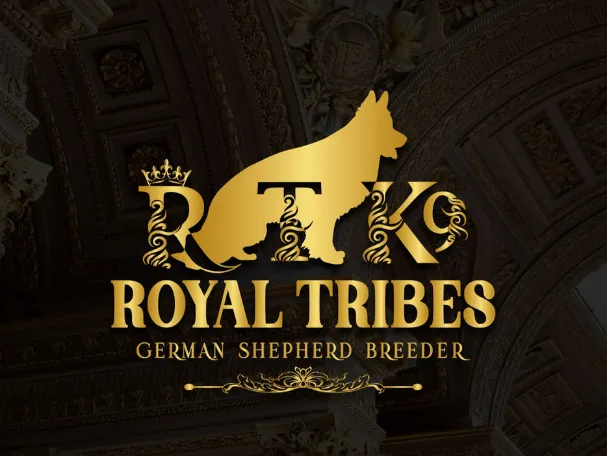 D4A094 D6322D1C89A941B9846B879Ff490E365Mv2 German Shepherd puppy image by Royal Tribes K9 0013