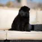 Falcon RTK9 Team ( Male ) Black Long Coat German Shepherd Puppy gallery image 02 by Royal Tribes K9