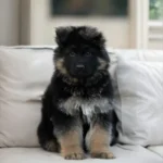 Flash RTK9 Team ( Male ) Black and Red Long Coat German Shepherd Puppy breed profile photo 07 by Royal Tribes K9