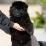 Falcon RTK9 Team ( Male ) Black Long Coat German Shepherd Puppy coat detail photo 03 by Royal Tribes K9
