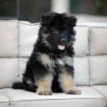 Fritz RTK9 Team ( Male ) Black and Red Long Coat German Shepherd Puppy profile photo 01 by Royal Tribes K9