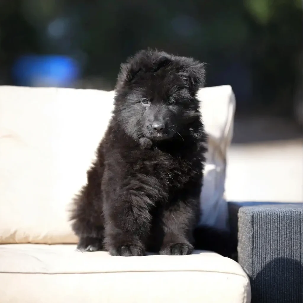 German Shepherd puppies in La Cañada Flintridge - Falcon RTK9 Team ( Male ) Black Long Coat German Shepherd Puppy breed