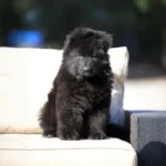 Falcon RTK9 Team ( Male ) Black Long Coat German Shepherd Puppy breed profile photo 07 by Royal Tribes K9