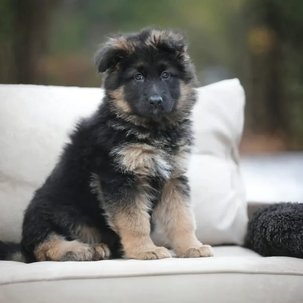 Fancy RTK9 Team ( Female ) Black and Red Long Coat German Shepherd Puppy profile photo 01 by Royal Tribes K9
