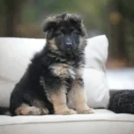 Fancy RTK9 Team ( Female ) Black and Red Long Coat German Shepherd Puppy profile photo 01 by Royal Tribes K9