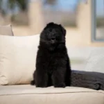 Falcon RTK9 Team ( Male ) Black Long Coat German Shepherd Puppy puppy profile image 05 by Royal Tribes K9