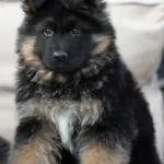 Flash RTK9 Team ( Male ) Black and Red Long Coat German Shepherd Puppy clean website photo 06 by Royal Tribes K9
