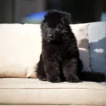 Falcon RTK9 Team ( Male ) Black Long Coat German Shepherd Puppy clean website photo 06 by Royal Tribes K9