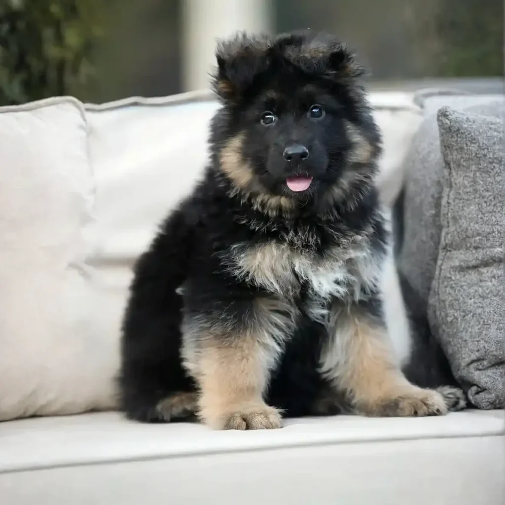 Flash RTK9 Team ( Male ) Black and Red Long Coat German Shepherd Puppy puppy profile image 05 by Royal Tribes K9 in Sioux
