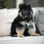 Flash RTK9 Team ( Male ) Black and Red Long Coat German Shepherd Puppy puppy profile image 05 by Royal Tribes K9