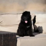 Fenrir RTK9 Team ( Male ) Full Black Long Coat German Shepherd Puppy gallery image 02 by Royal Tribes K9