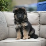Fancy RTK9 Team ( Female ) Black and Red Long Coat German Shepherd Puppy gallery image 02 by Royal Tribes K9