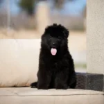 Falcon RTK9 Team ( Male ) Black Long Coat German Shepherd Puppy standing portrait 04 by Royal Tribes K9