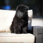 Falcon RTK9 Team ( Male ) Black Long Coat German Shepherd Puppy close-up image 08 by Royal Tribes K9