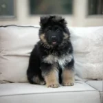 Flash RTK9 Team ( Male ) Black and Red Long Coat German Shepherd Puppy profile photo 01 by Royal Tribes K9