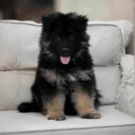 Fritz RTK9 Team ( Male ) Black and Red Long Coat German Shepherd Puppy gallery image 02 by Royal Tribes K9