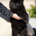 Falcon RTK9 Team ( Male ) Black Long Coat German Shepherd Puppy profile photo 09 by Royal Tribes K9