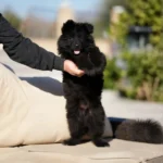 Fenrir RTK9 Team ( Male ) Full Black Long Coat German Shepherd Puppy coat detail photo 03 by Royal Tribes K9
