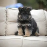 Flame RTK9 Team ( Female ) Black and Red Long Coat German Shepherd Puppy gallery image 02 by Royal Tribes K9