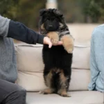 Flash RTK9 Team ( Male ) Black and Red Long Coat German Shepherd Puppy gallery image 02 by Royal Tribes K9