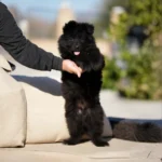 Fenrir RTK9 Team ( Male ) Full Black Long Coat German Shepherd Puppy standing portrait 04 by Royal Tribes K9