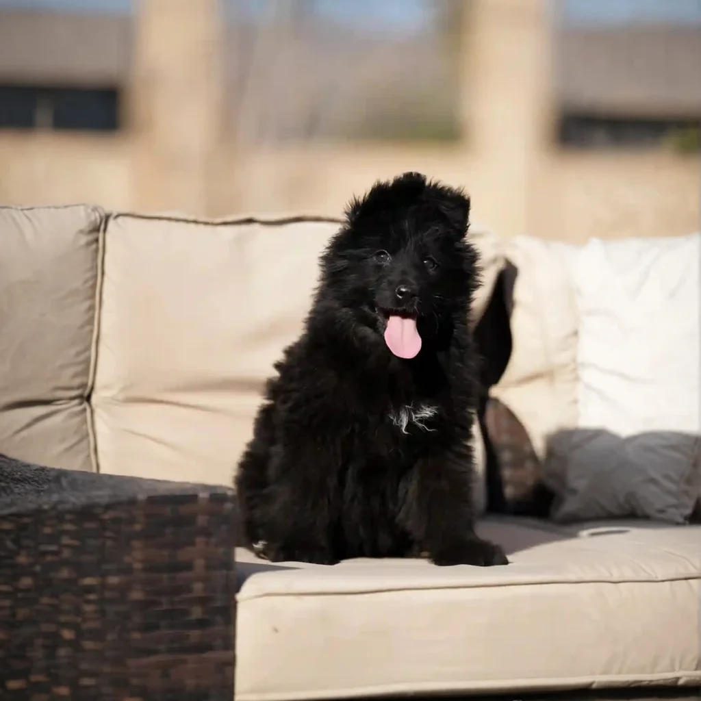 Fenrir RTK9 Team ( Male ) Full Black Long Coat German Shepherd Puppy puppy profile image 05 by Royal Tribes K9