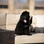 Fenrir RTK9 Team ( Male ) Full Black Long Coat German Shepherd Puppy puppy profile image 05 by Royal Tribes K9