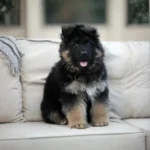 Flash RTK9 Team ( Male ) Black and Red Long Coat German Shepherd Puppy coat detail photo 03 by Royal Tribes K9
