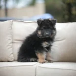 Flame RTK9 Team ( Female ) Black and Red Long Coat German Shepherd Puppy coat detail photo 03 by Royal Tribes K9