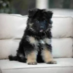 Fritz RTK9 Team ( Male ) Black and Red Long Coat German Shepherd Puppy coat detail photo 03 by Royal Tribes K9