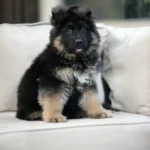 Flash RTK9 Team ( Male ) Black and Red Long Coat German Shepherd Puppy standing portrait 04 by Royal Tribes K9