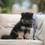 Flame RTK9 Team ( Female ) Black and Red Long Coat German Shepherd Puppy profile photo 01 by Royal Tribes K9