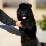 Fenrir RTK9 Team ( Male ) Full Black Long Coat German Shepherd Puppy profile photo 01 by Royal Tribes K9
