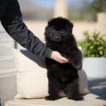 Falcon RTK9 Team ( Male ) Black Long Coat German Shepherd Puppy profile photo 01 by Royal Tribes K9