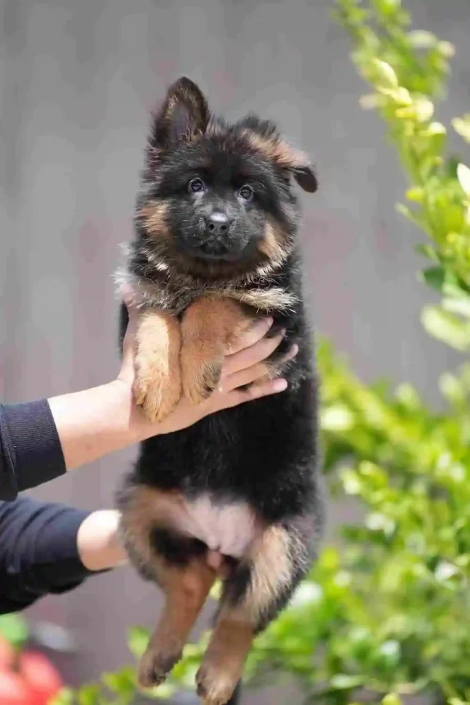 104 11Zon 72 11Zon 73 11Zon German Shepherd puppy image by Royal Tribes K9 1678 in Arlington, Texas