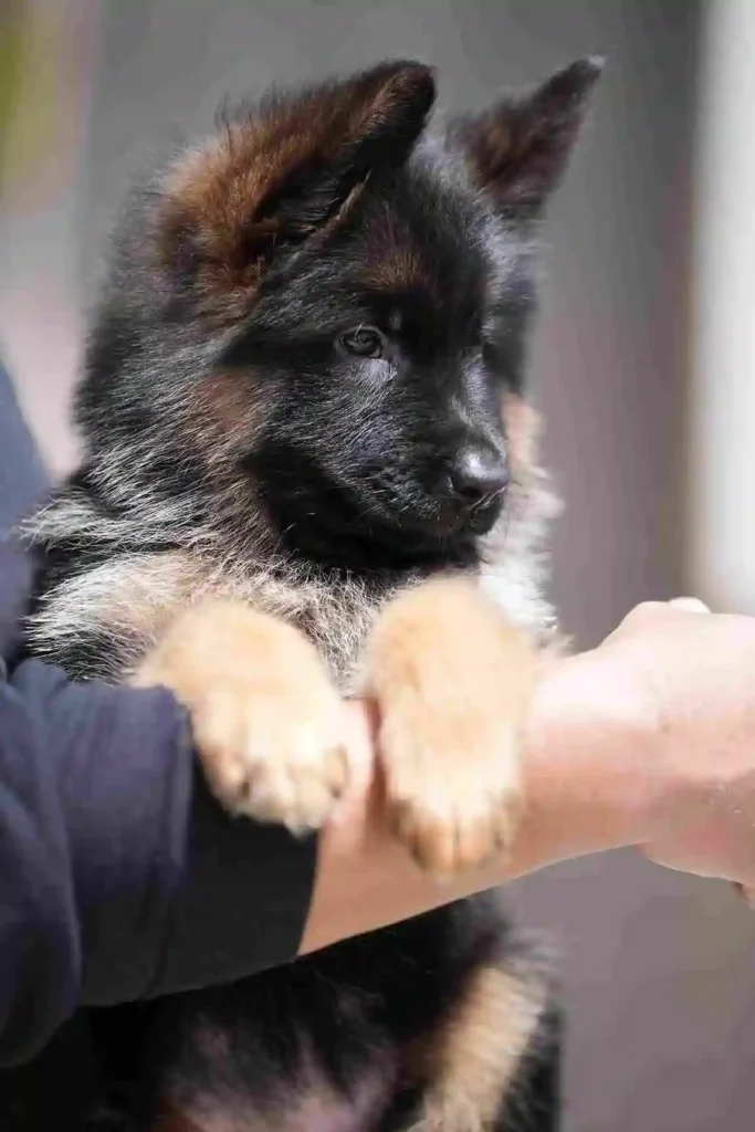 German Shepherd puppies for sale in Bethesda - 109 11Zon 76 11Zon 38 11Zon German Shepherd puppy image by Royal Tribes K9