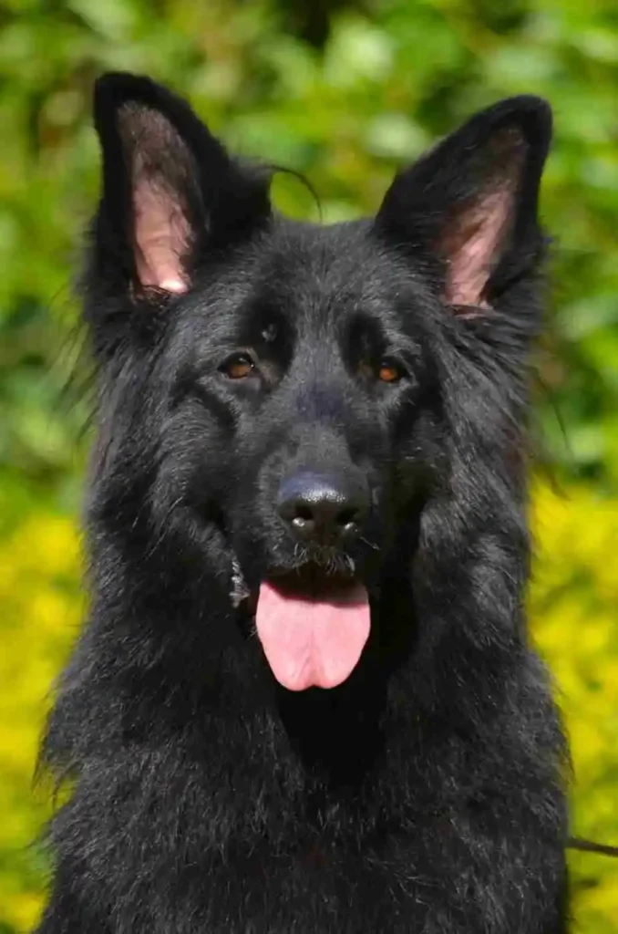 10 11Zon 1 11Zon 1 11Zon German Shepherd puppy image by Royal Tribes K9 1610 in Newark, New Jersey