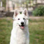 ZIRA Divine White House FCI German Shepherd dam close-up image 08 for Royal Tribes K9 pedigree content