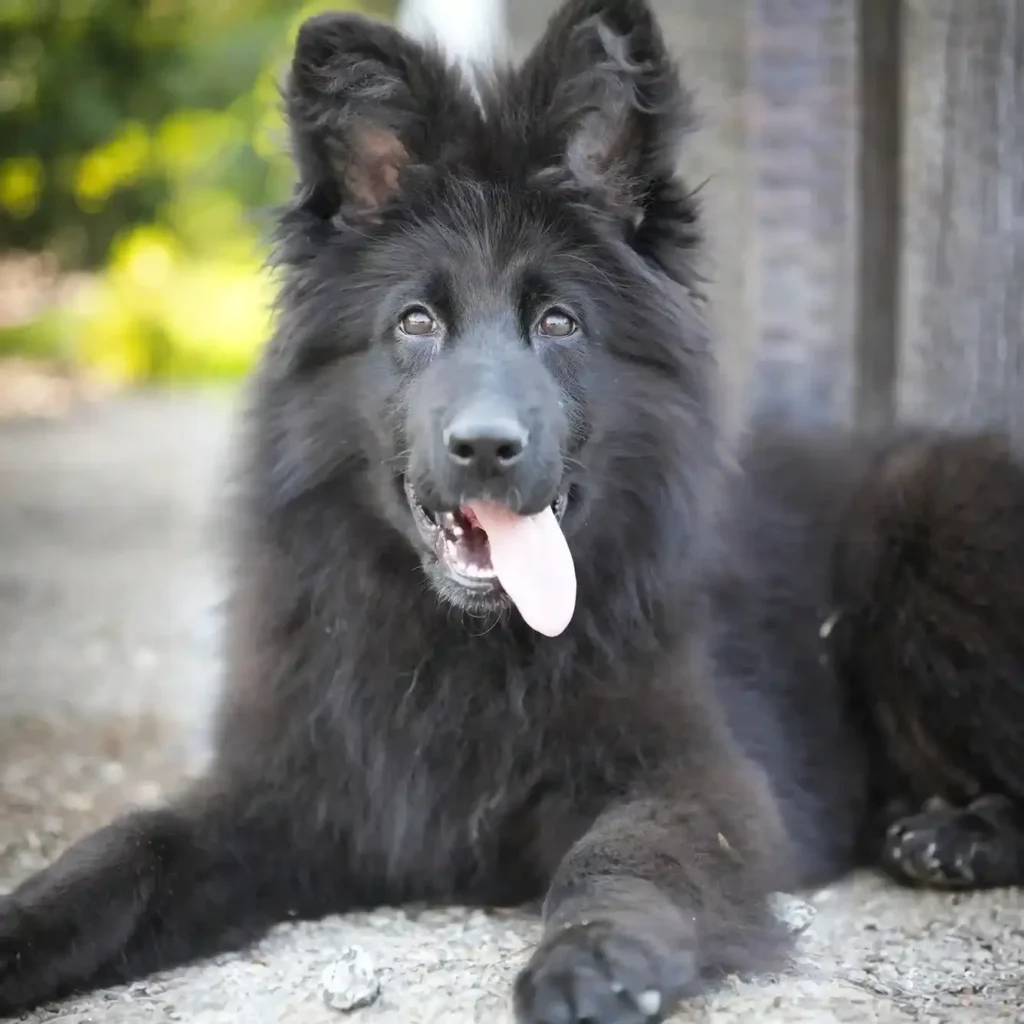 Foogy RTK9 Team ( Male ) Full Black Long Coat German Shepherd Puppy gallery image 02 by Royal Tribes K9