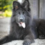 Foogy RTK9 Team ( Male ) Full Black Long Coat German Shepherd Puppy gallery image 02 by Royal Tribes K9